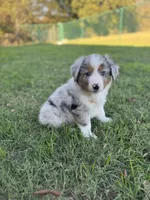 Jacob, a male Miniature Australian Shepherd for sale in Azle, TX – Photo 5 of 8