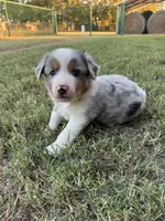 Jacob, a male Miniature Australian Shepherd for sale in Azle, TX – Photo 2 of 8