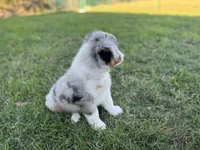 Jacob, a male Miniature Australian Shepherd for sale in Azle, TX – Photo 4 of 8