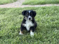Kent, a male Miniature Australian Shepherd for sale in Azle, TX – Photo 1 of 9