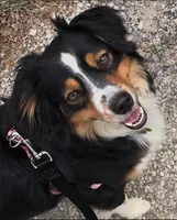 Kent, a male Miniature Australian Shepherd for sale in Azle, TX – Photo 7 of 9