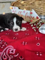 Kent, a male Miniature Australian Shepherd for sale in Azle, TX – Photo 6 of 9