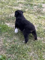 Kent, a male Miniature Australian Shepherd for sale in Azle, TX – Photo 3 of 9