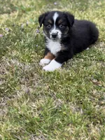 Kent, a male Miniature Australian Shepherd for sale in Azle, TX – Photo 5 of 9