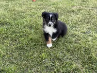 Kent, a male Miniature Australian Shepherd for sale in Azle, TX – Photo 9 of 9