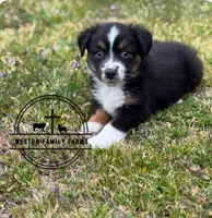 Kent, a male Miniature Australian Shepherd for sale in Azle, TX – Photo 2 of 9
