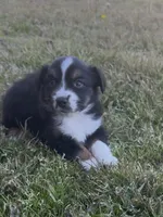 Kent, a male Miniature Australian Shepherd for sale in Azle, TX – Photo 8 of 9