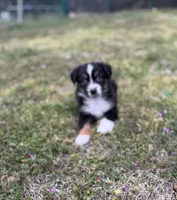 Kent, a male Miniature Australian Shepherd for sale in Azle, TX – Photo 4 of 9