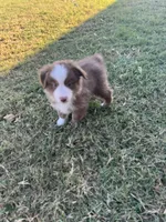 JJ, a male Miniature Australian Shepherd for sale in Azle, TX – Photo 8 of 9