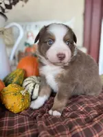 JJ, a male Miniature Australian Shepherd for sale in Azle, TX – Photo 6 of 9
