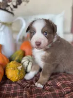 JJ, a male Miniature Australian Shepherd for sale in Azle, TX – Photo 2 of 9