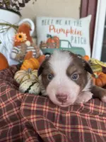 JJ, a male Miniature Australian Shepherd for sale in Azle, TX – Photo 4 of 9