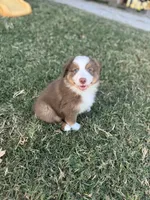 JJ, a male Miniature Australian Shepherd for sale in Azle, TX – Photo 7 of 9