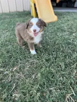 JJ, a male Miniature Australian Shepherd for sale in Azle, TX – Photo 9 of 9