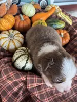 JJ, a male Miniature Australian Shepherd for sale in Azle, TX – Photo 3 of 9