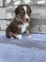 Barrett, a male Miniature Australian Shepherd for sale in Azle, TX – Photo 1 of 6