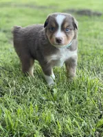 Barrett, a male Miniature Australian Shepherd for sale in Azle, TX – Photo 4 of 6