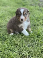 Barrett, a male Miniature Australian Shepherd for sale in Azle, TX – Photo 3 of 6