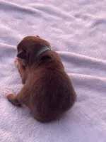 Barrett, a male Miniature Australian Shepherd for sale in Azle, TX – Photo 5 of 6