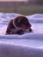 Barrett, a male Miniature Australian Shepherd for sale in Azle, TX – Photo 6 of 6