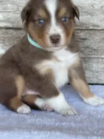 Barrett, a male Miniature Australian Shepherd for sale in Azle, TX – Photo 2 of 6