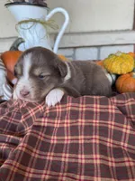 Bart, a male Miniature Australian Shepherd for sale in Azle, TX – Photo 1 of 5