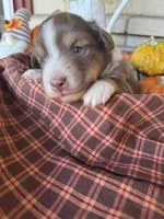 Bart, a male Miniature Australian Shepherd for sale in Azle, TX – Photo 2 of 5