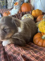 Bart, a male Miniature Australian Shepherd for sale in Azle, TX – Photo 3 of 5