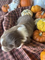 Bart, a male Miniature Australian Shepherd for sale in Azle, TX – Photo 4 of 5