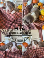 Bart, a male Miniature Australian Shepherd for sale in Azle, TX – Photo 5 of 5