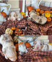 Brinden, a male Miniature Australian Shepherd for sale in Azle, TX – Photo 5 of 5