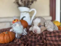 Brinden, a male Miniature Australian Shepherd for sale in Azle, TX – Photo 3 of 5
