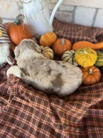 Brinden, a male Miniature Australian Shepherd for sale in Azle, TX – Photo 4 of 5