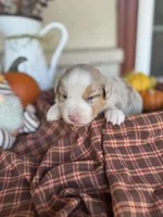Brinden, a male Miniature Australian Shepherd for sale in Azle, TX – Photo 1 of 5