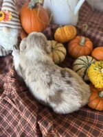 Brinden, a male Miniature Australian Shepherd for sale in Azle, TX – Photo 2 of 5