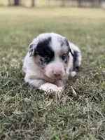 Jocelyn, a female Miniature Australian Shepherd for sale in Azle, TX – Photo 4 of 9