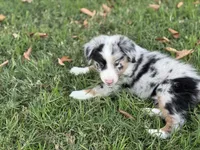Jocelyn, a female Miniature Australian Shepherd for sale in Azle, TX – Photo 6 of 9