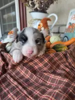 Jocelyn, a female Miniature Australian Shepherd for sale in Azle, TX – Photo 3 of 9