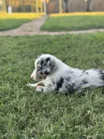 Jocelyn, a female Miniature Australian Shepherd for sale in Azle, TX – Photo 8 of 9