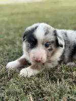 Jocelyn, a female Miniature Australian Shepherd for sale in Azle, TX – Photo 5 of 9