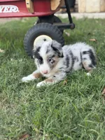 Jocelyn, a female Miniature Australian Shepherd for sale in Azle, TX – Photo 9 of 9
