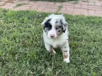 Jocelyn, a female Miniature Australian Shepherd for sale in Azle, TX – Photo 7 of 9