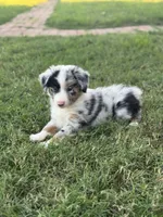 Jocelyn, a female Miniature Australian Shepherd for sale in Azle, TX – Photo 1 of 9