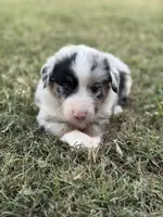 Jocelyn, a female Miniature Australian Shepherd for sale in Azle, TX – Photo 2 of 9