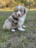 Broncos, a male Miniature Australian Shepherd for sale in Azle, TX – Photo 5 of 9