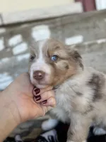 Broncos, a male Miniature Australian Shepherd for sale in Azle, TX – Photo 9 of 9