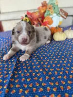 Broncos, a male Miniature Australian Shepherd for sale in Azle, TX – Photo 7 of 9