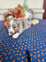Broncos, a male Miniature Australian Shepherd for sale in Azle, TX – Photo 6 of 9