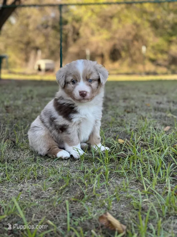 Broncos, a male Miniature Australian Shepherd for sale in Azle, TX – Photo 1 of 9