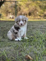 Broncos, a male Miniature Australian Shepherd for sale in Azle, TX – Photo 1 of 9